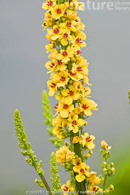 Image result for Verbascum nigrum