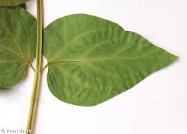 Attēlu rezultāti vaicājumam “Vincetoxicum hirundinaria leaf”