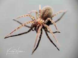 Attēlu rezultāti vaicājumam “Agelenidae”