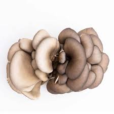 Attēlu rezultāti vaicājumam “Pleurotus ostreatus”