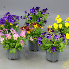 Attēlu rezultāti vaicājumam “Viola x williamsii”