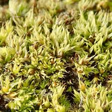 Attēlu rezultāti vaicājumam “Acaulon muticum sporophyte”