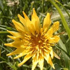 Image result for Tragopogon pratensis
