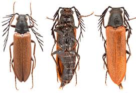 Attēlu rezultāti vaicājumam “Elateridae”