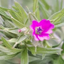 Attēlu rezultāti vaicājumam “Geranium dissectum flower”