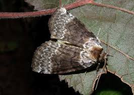 Attēlu rezultāti vaicājumam “Tetheella fluctuosa”