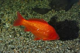 Attēlu rezultāti vaicājumam “Carassius auratus”