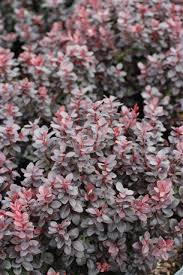 Attēlu rezultāti vaicājumam “Berberis”