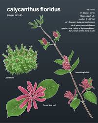 Attēlu rezultāti vaicājumam “Calycanthus floridus”