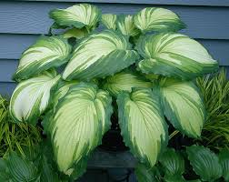 Image result for Hosta Warpaint