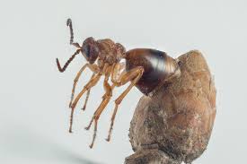 Attēlu rezultāti vaicājumam “Biorhiza pallida”