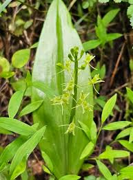 Attēlu rezultāti vaicājumam “Liparis loeselii fruit”