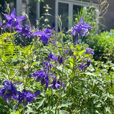 Image result for Akelei