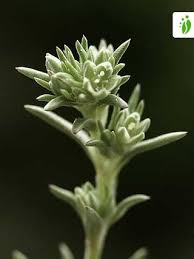 Attēlu rezultāti vaicājumam “Scleranthus annuus”