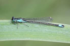 Attēlu rezultāti vaicājumam “Ischnura elegans”