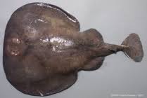 Image result for Tetronarce nobiliana