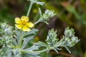 Attēlu rezultāti vaicājumam “Potentilla arenaria leaf”