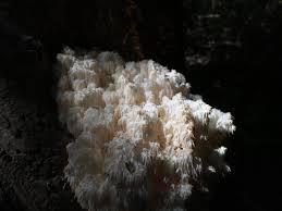 Attēlu rezultāti vaicājumam “Hericium coralloides”