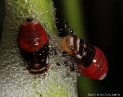Attēlu rezultāti vaicājumam “Aphrophora nymph”