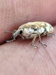 Image result for Coleoptera Curculionoidea