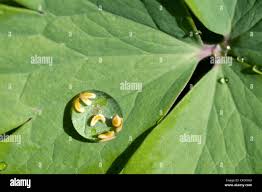 Attēlu rezultāti vaicājumam “Syrphus sp. larva”