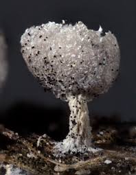 Attēlu rezultāti vaicājumam “Physarum straminipes”