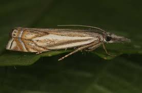 Attēlu rezultāti vaicājumam “Crambus lathoniellus”
