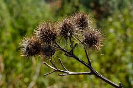 Attēlu rezultāti vaicājumam “Arctium tomentosum flower”