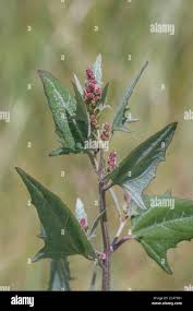Attēlu rezultāti vaicājumam “Atriplex calotheca leaf”