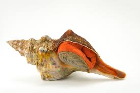 Image result for Triplofusus giganteus