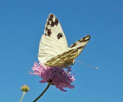 Attēlu rezultāti vaicājumam “Pontia edusa underside”