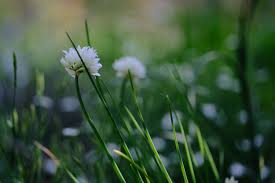 Attēlu rezultāti vaicājumam “Allium schoenoprasum flower”