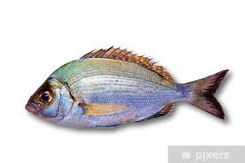 Image result for Diplodus sargus