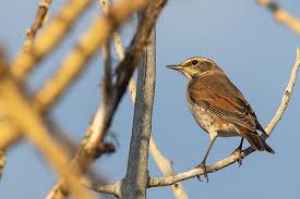 Image result for Turdus eunomus