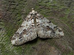 Attēlu rezultāti vaicājumam “Agriopis leucophaearia”