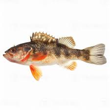 Image result for Scorpaena scrofa