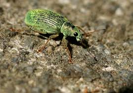 Attēlu rezultāti vaicājumam “Polydrusus tereticollis”