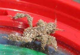 Attēlu rezultāti vaicājumam “Reduvius personatus”