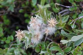 Attēlu rezultāti vaicājumam “Salix lapponum”