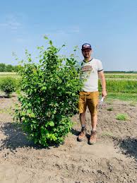 Attēlu rezultāti vaicājumam “Amelanchier canadensis”