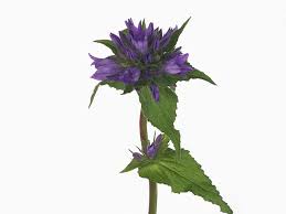 Attēlu rezultāti vaicājumam “Campanula glomerata leaf”