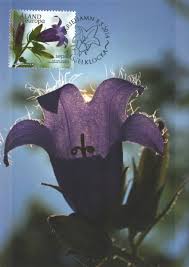 Image result for Campanula trachelium