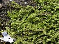 Attēlu rezultāti vaicājumam “Lophocolea bidentata”