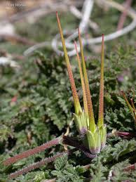 Attēlu rezultāti vaicājumam “Erodium cicutarium leaf”