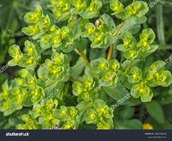 Attēlu rezultāti vaicājumam “Euphorbia helioscopia”