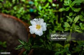 Attēlu rezultāti vaicājumam “Portulacaceae”