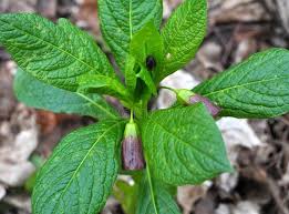 Attēlu rezultāti vaicājumam “Scopolia carniolica flower”
