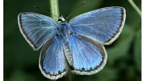 Image result for Papilionoidea