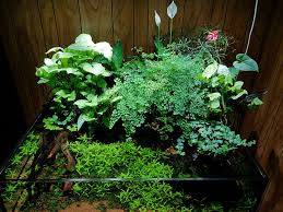 Attēlu rezultāti vaicājumam “Sphagnum riparium”