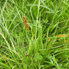 Attēlu rezultāti vaicājumam “Blysmus compressus fruit”